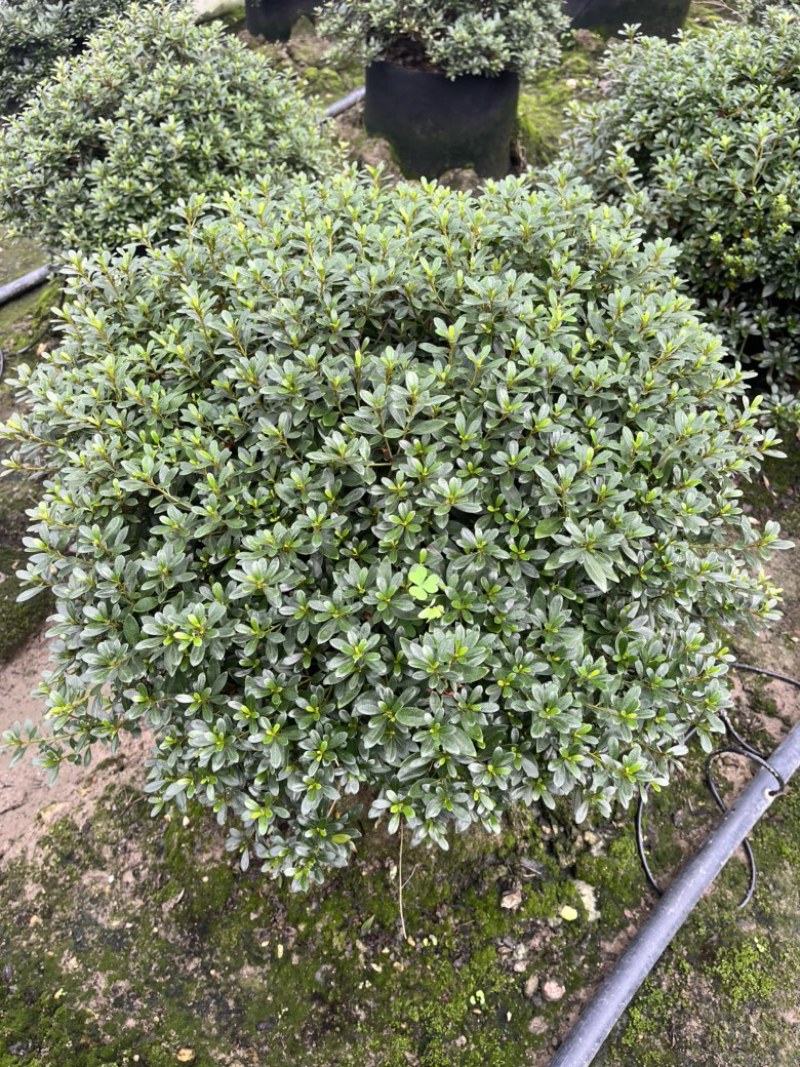 五彩杜鹃，花开200天
