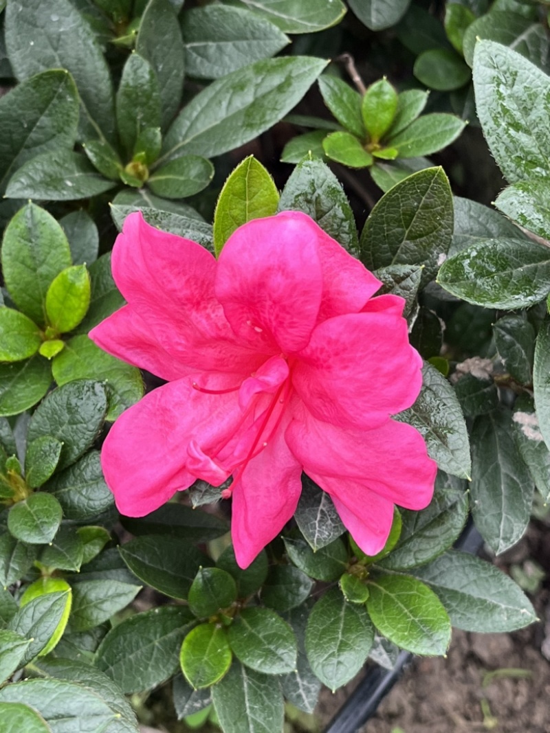 五彩杜鹃，花开200天
