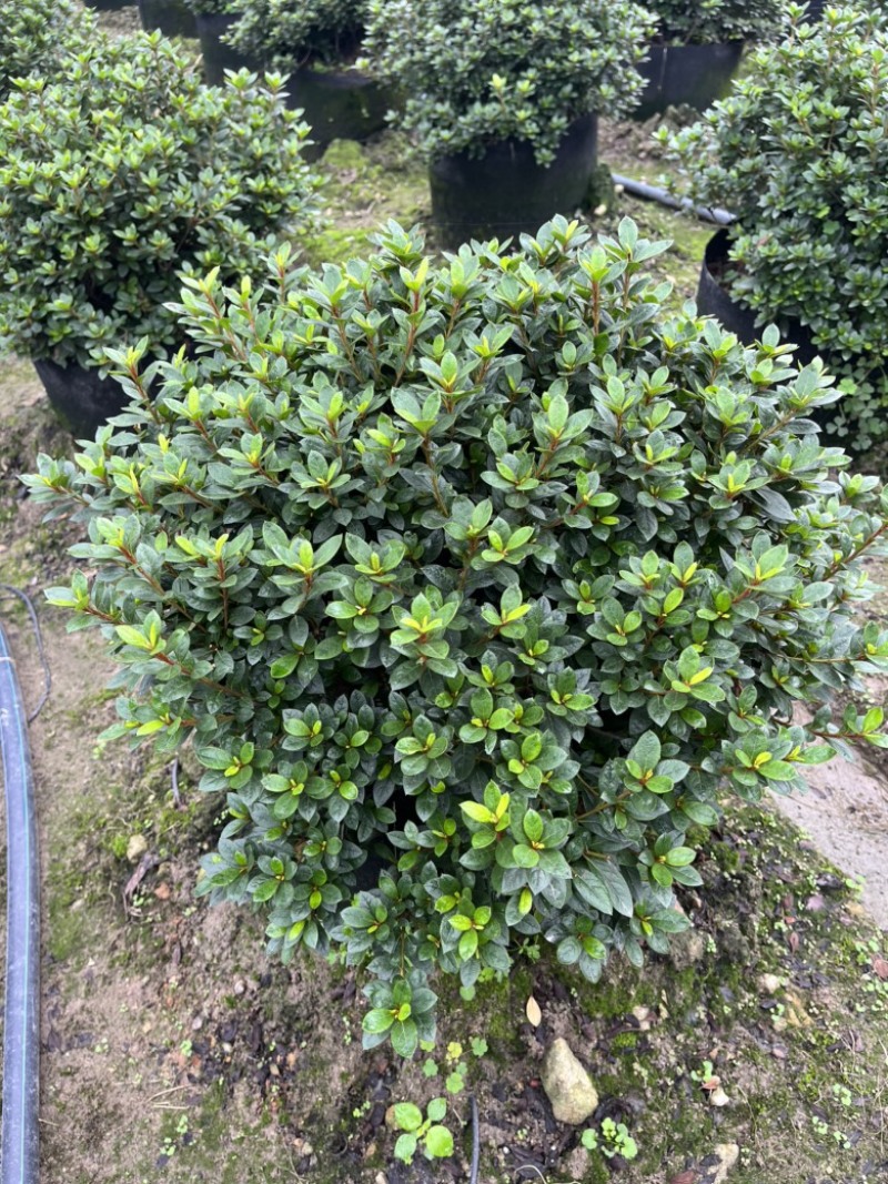 五彩杜鹃，花开200天