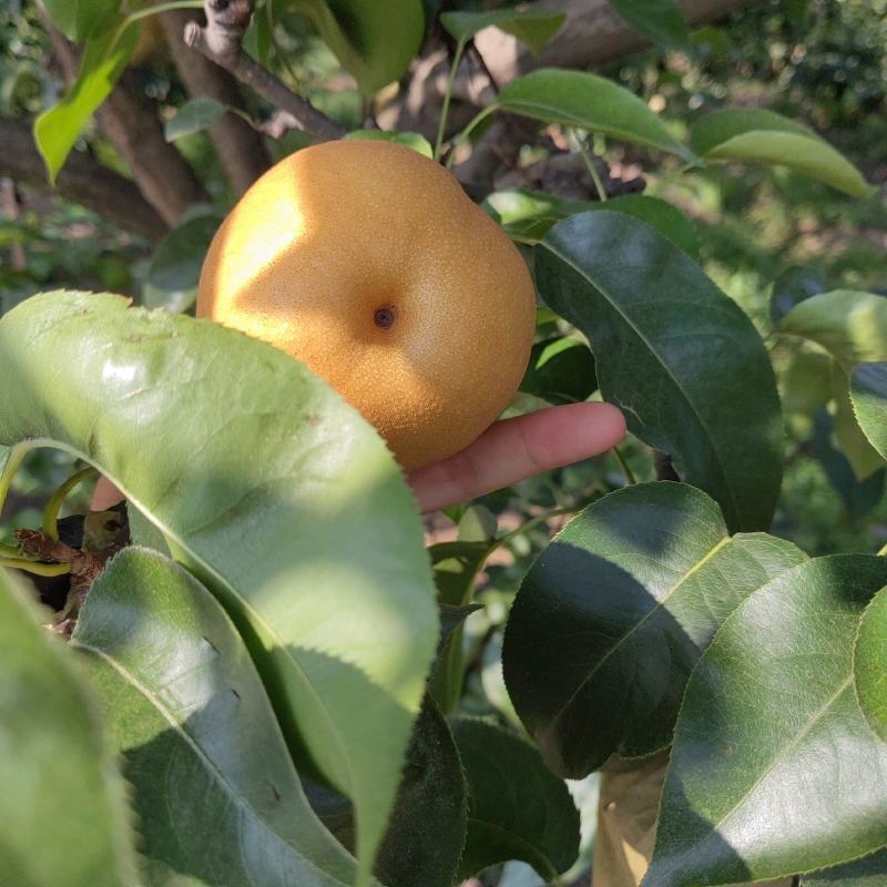 圆黄梨上市了