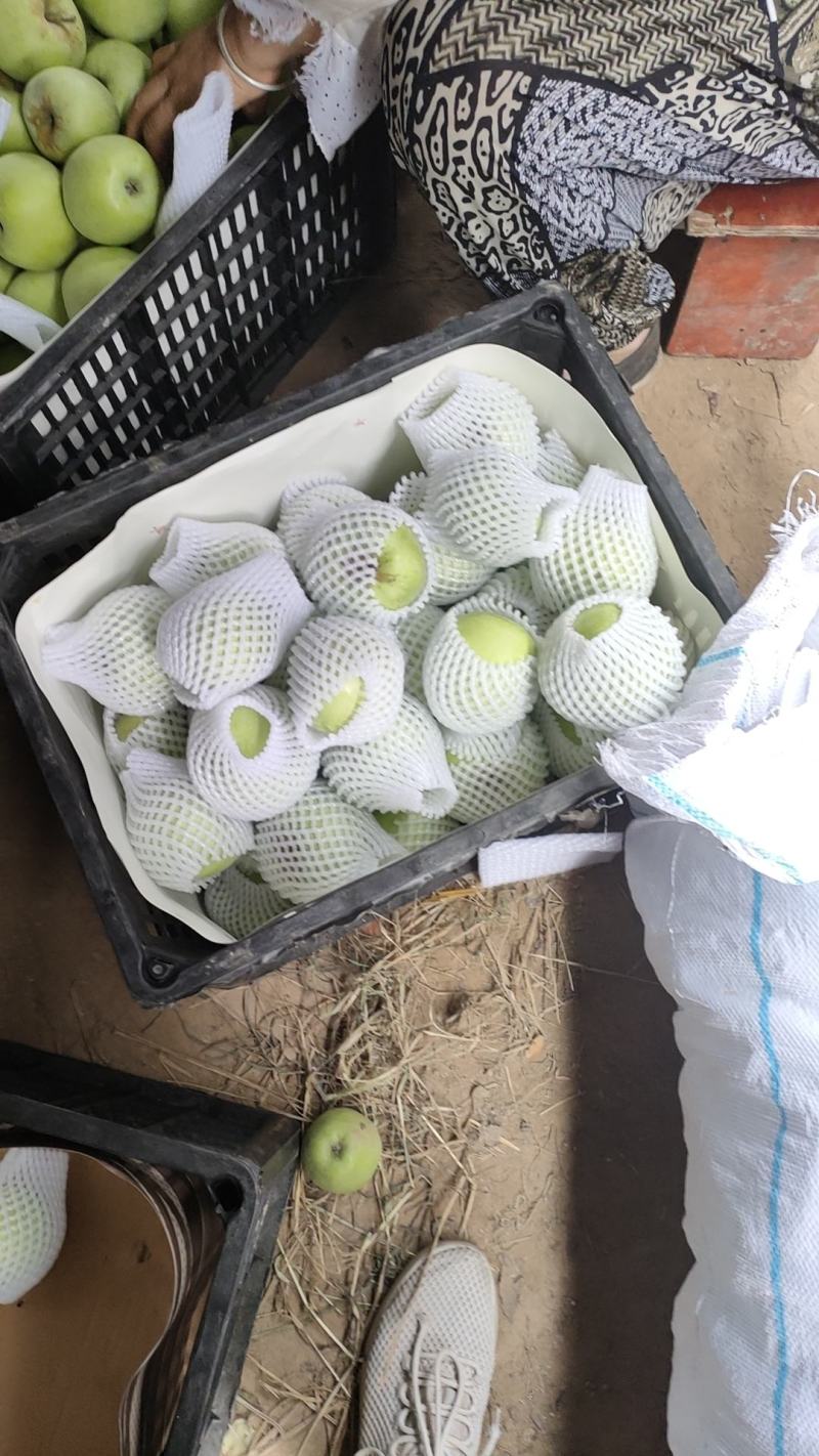 青苹果