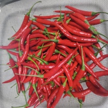 小米辣