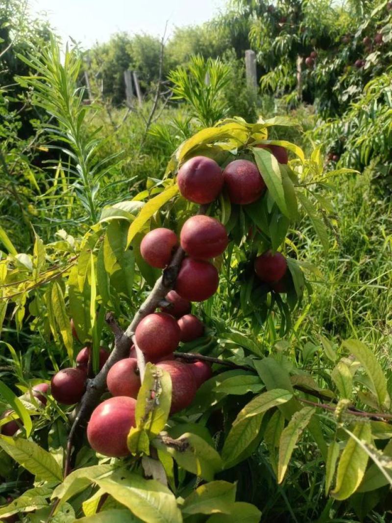 珍珠枣油桃大量上市中有需要联系