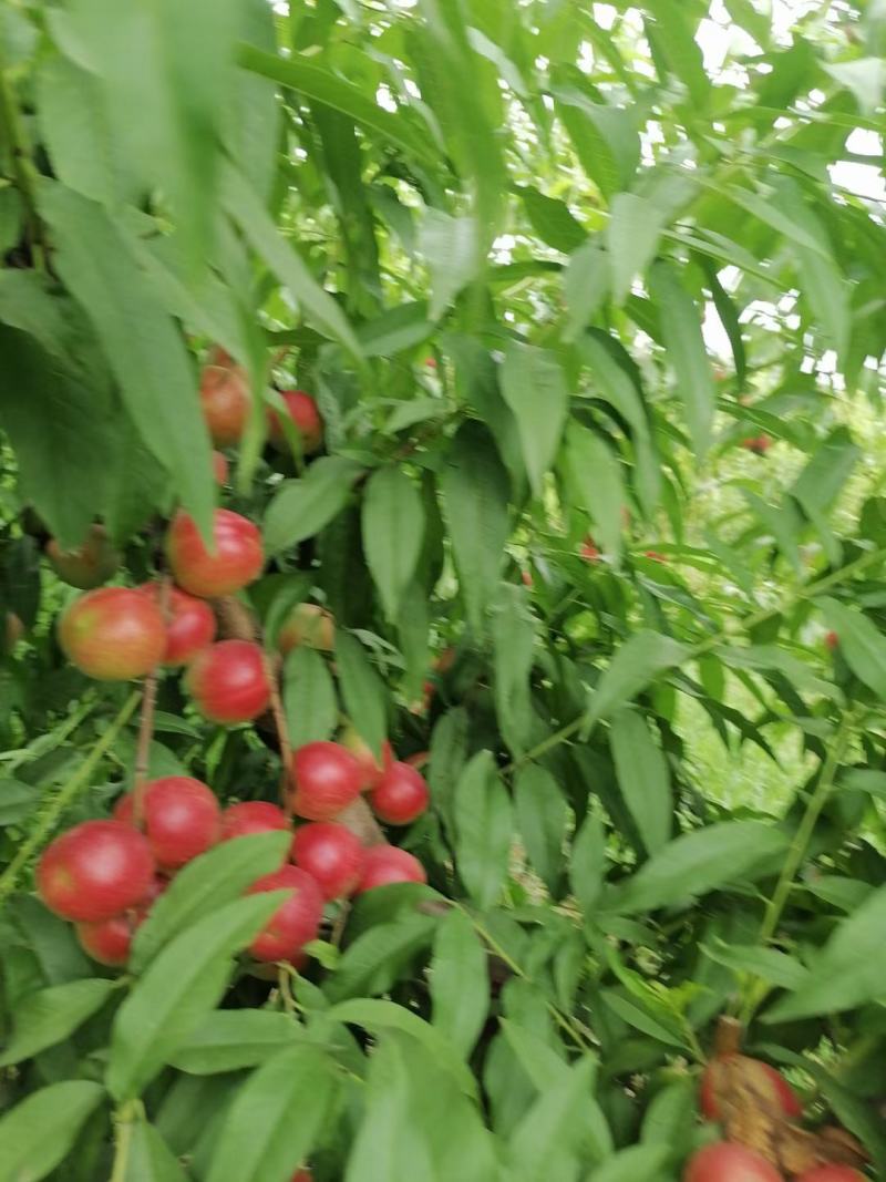 珍珠枣油桃大量上市中有需要联系