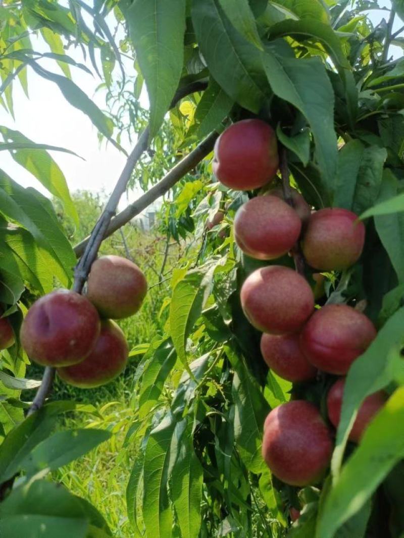 珍珠枣油桃大量上市中有需要联系