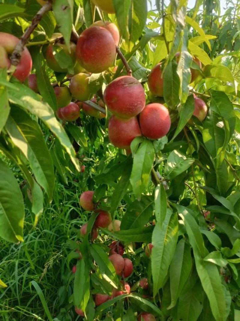 珍珠枣油桃大量上市中有需要联系