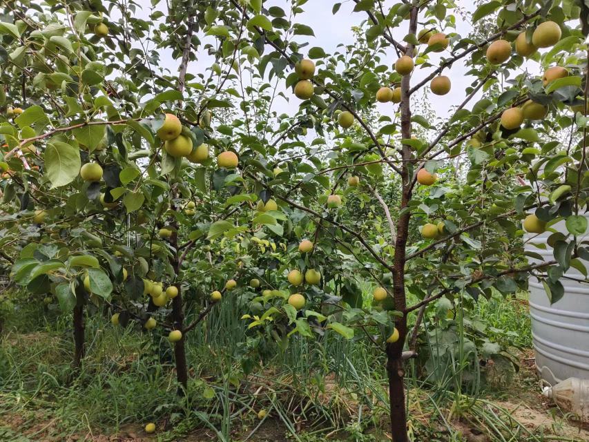 雪梨红酥梨特写