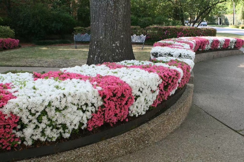五彩杜鹃，花开200天