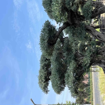 西班牙进口景观橄榄树，易成活生命强，还会结果。