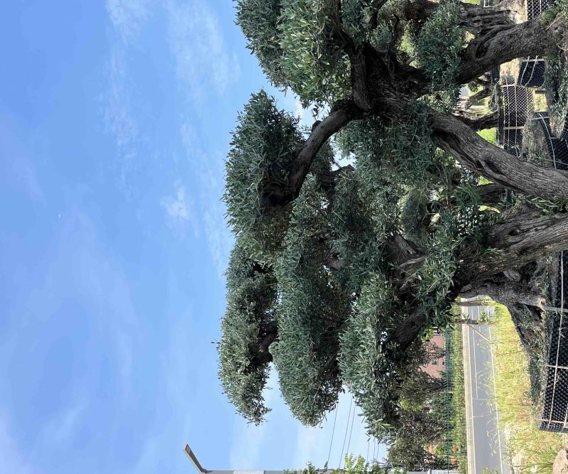 西班牙进口景观橄榄树，易成活生命强，还会结果。