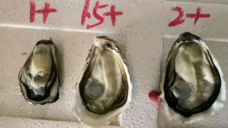 [推荐]北京生蚝乳山生蚝三倍体源头厂家批发