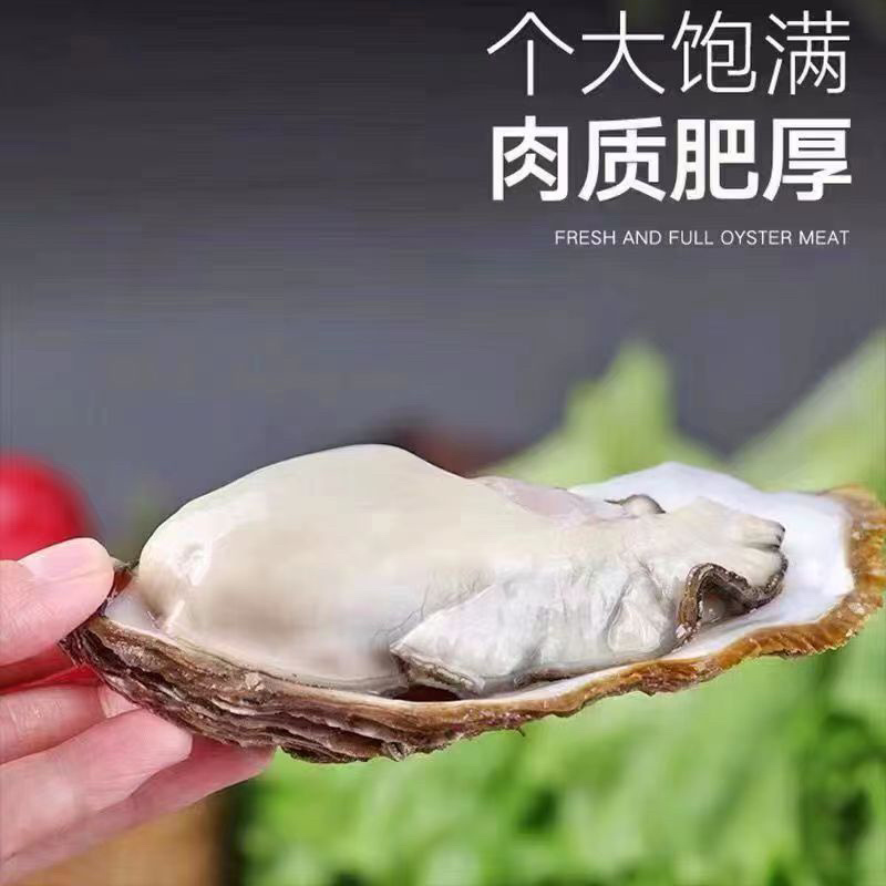 [热卖]北京乳山生蚝生蚝三倍体规格齐全产地直发