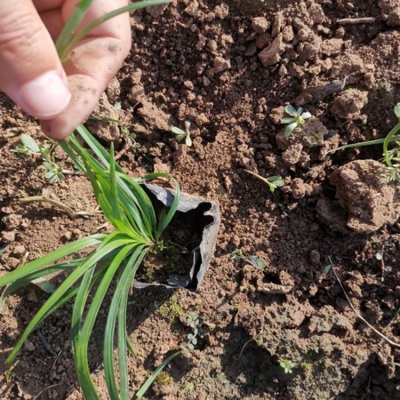 沿阶草，杯苗，一手货源，基地直发，大量供应