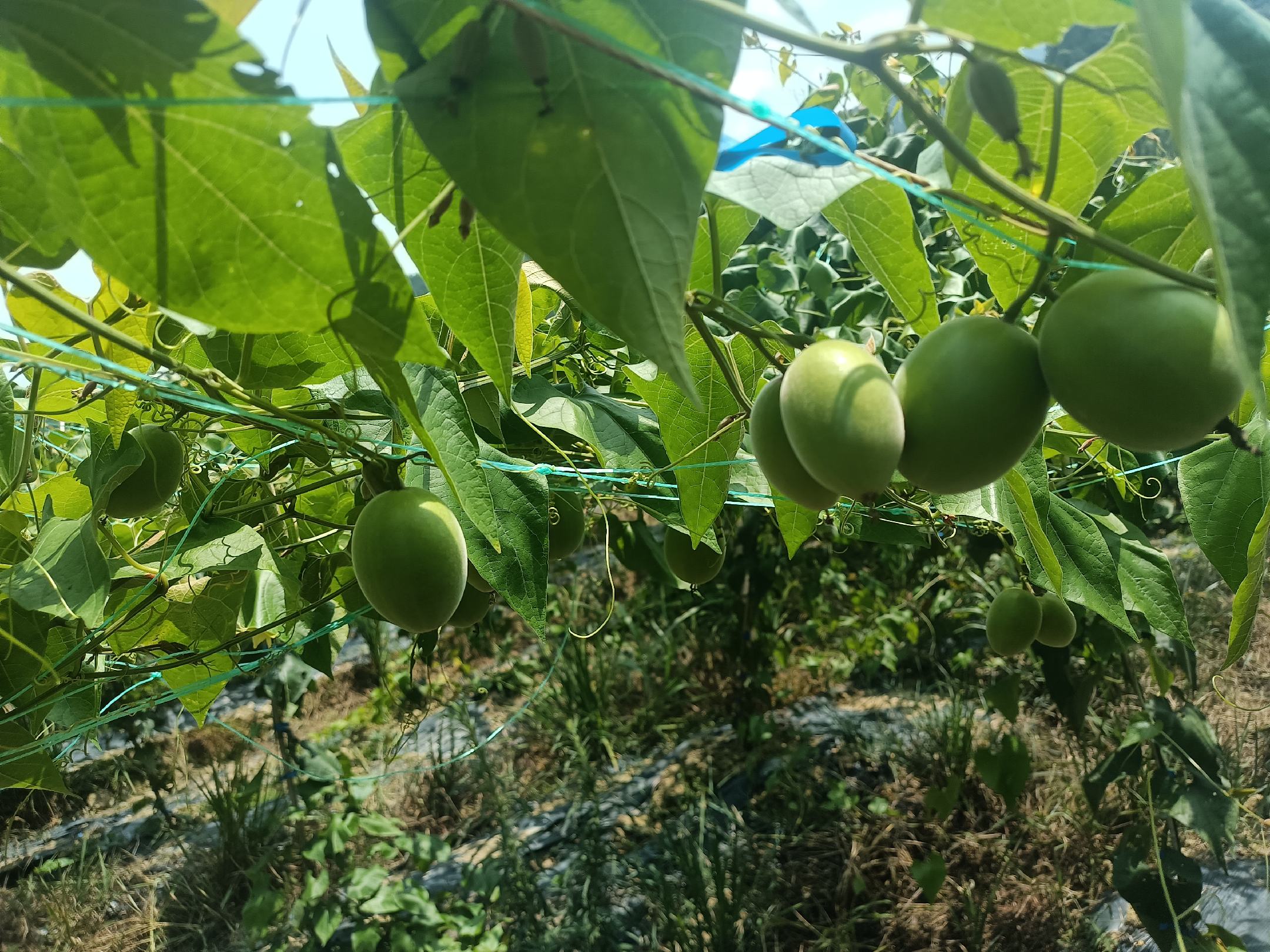 正宗黄金百香果苗特写