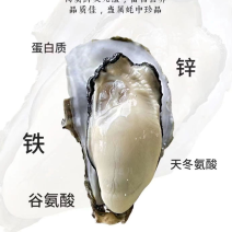 [精选]生蚝大连生蚝厂家直发薄壳脆肉规格齐全