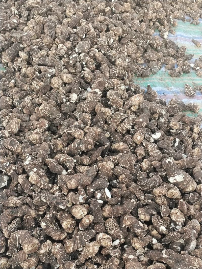 规格齐全重楼现货秒发正品行货健康食品供应