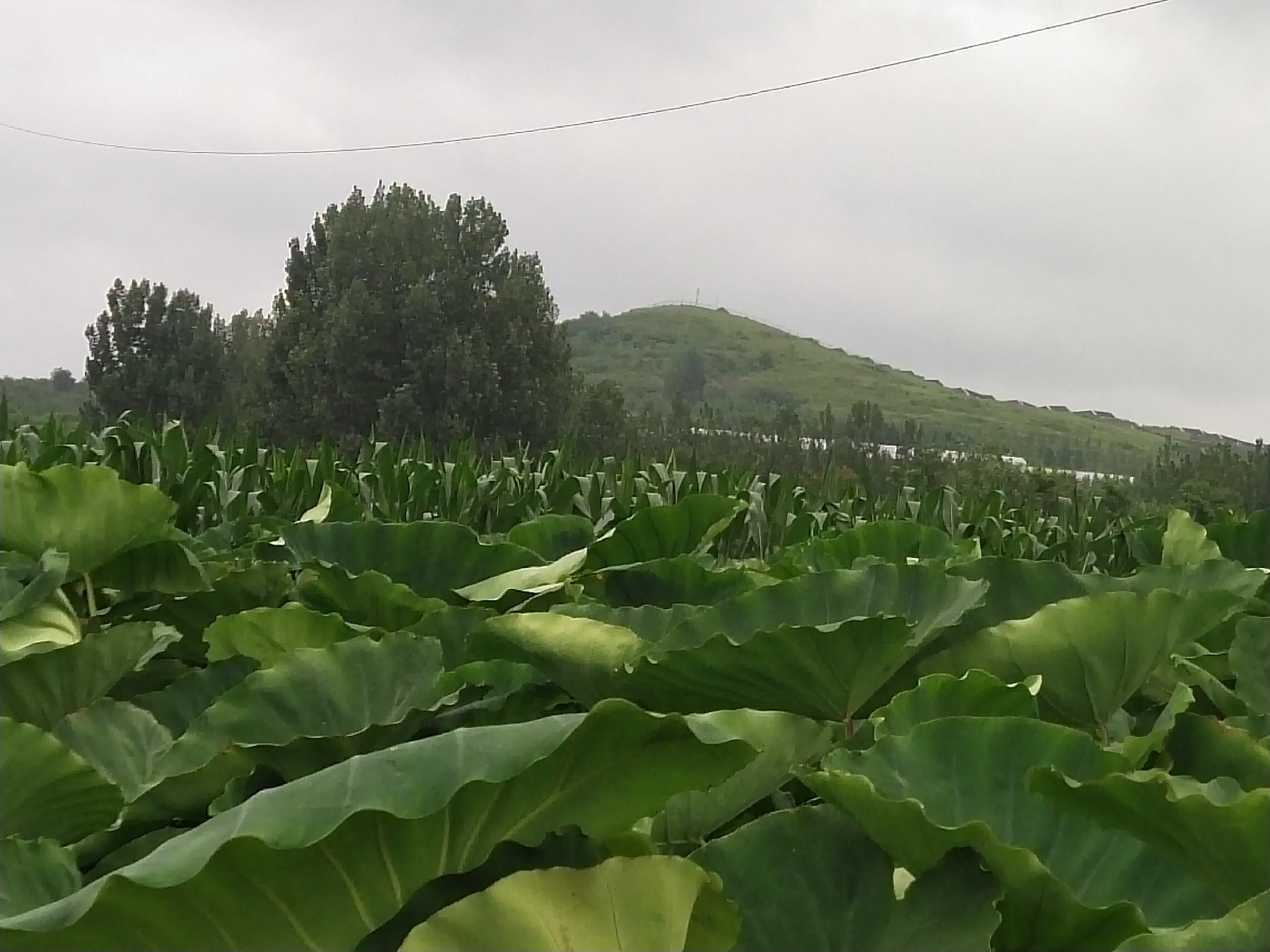 展示山芋叶片被斜纹夜蛾幼虫啃食后的残缺状态,以及地面散落的虫粪 山芋虫害现场图
