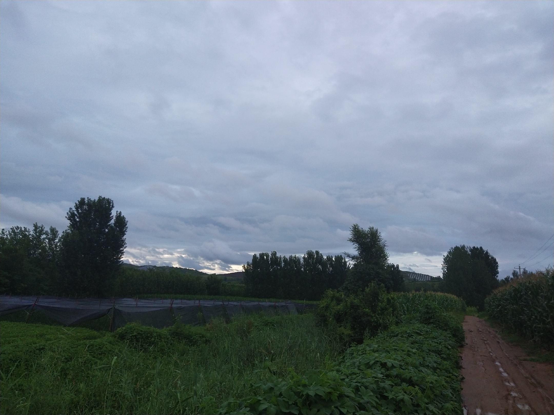 毛芋头花与田园风光融合,远处是连绵的山丘和蓝天白云 毛芋头花与田园风光融合