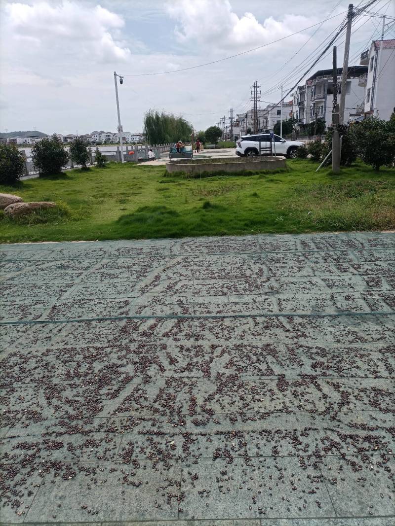 2025年余干大塘鄱阳湖特色本地生西瓜子
