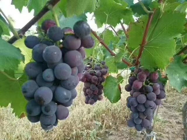 成熟的户太八号葡萄果实,紫色饱满,果粒均匀,展示其优良品质 户太八号葡萄特写