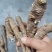 白芷片，香白芷圆片，香味浓郁，农家小户种植