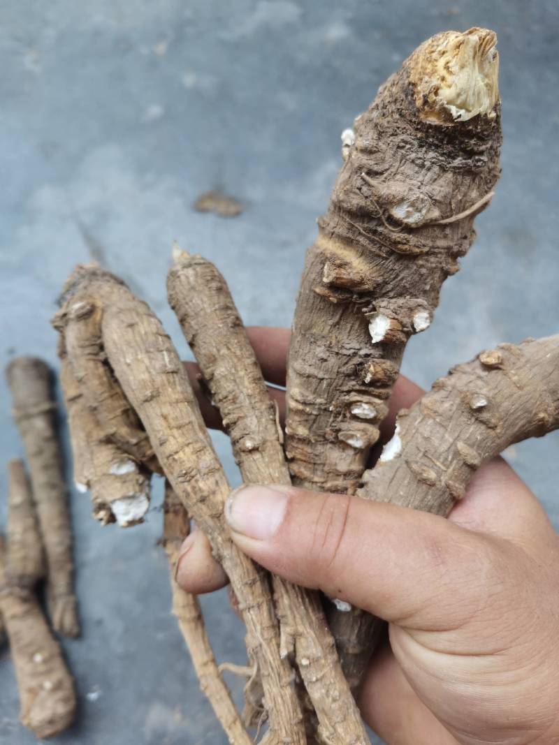白芷片，香白芷圆片，香味浓郁，农家小户种植
