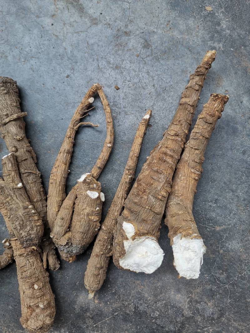 白芷片，香白芷圆片，香味浓郁，农家小户种植