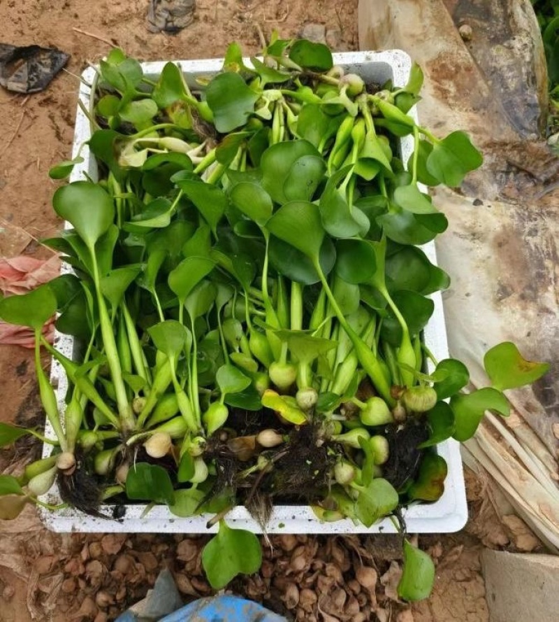 凤眼蓝，基地直发，全国各地发货，大量供应