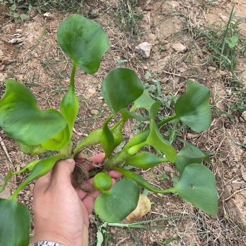 凤眼蓝，基地直发，全国各地发货，大量供应