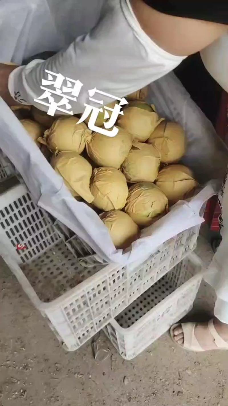 百年老树七两以上翠冠梨热销中欢迎各地客商前来洽谈