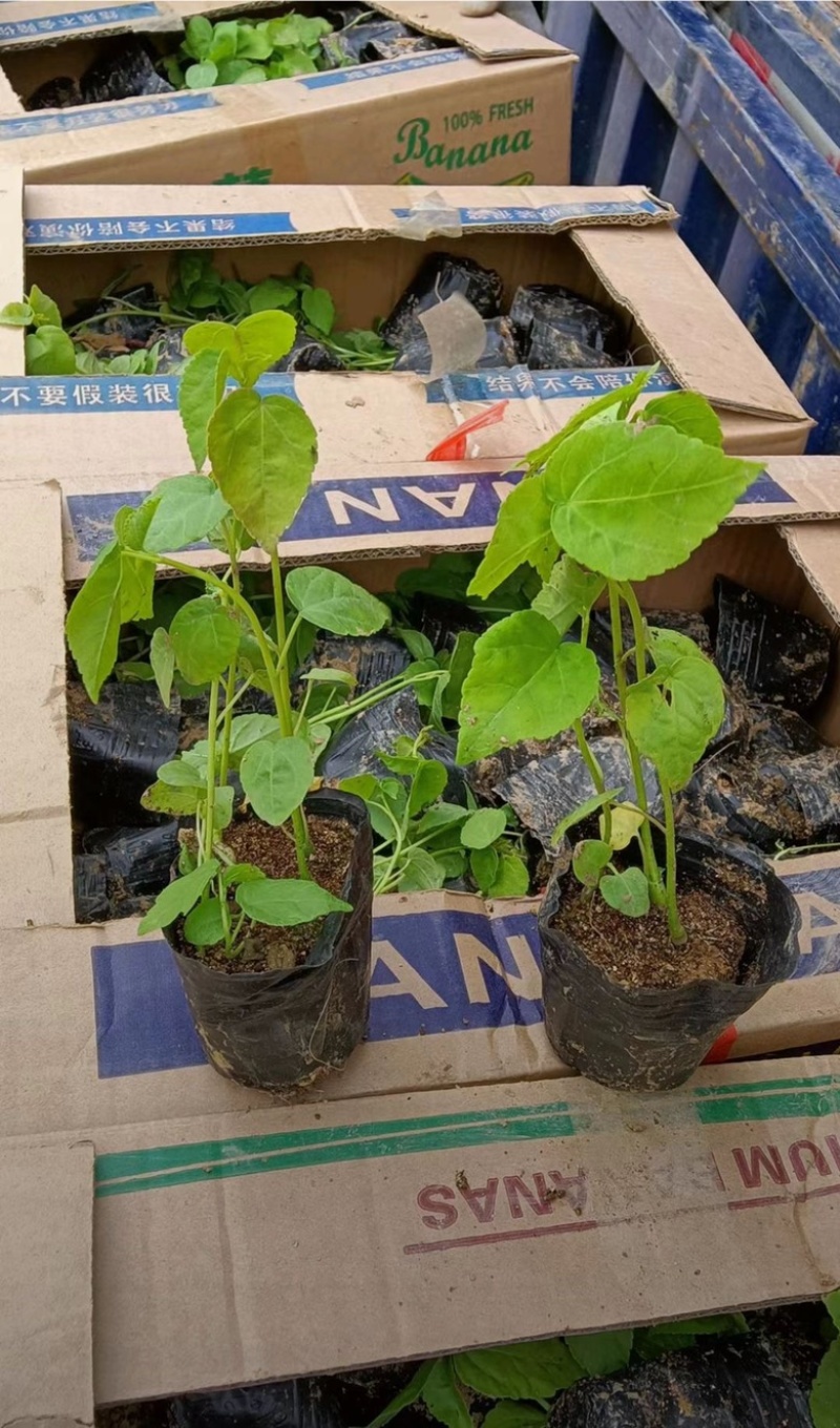 大花秋葵，精品苗，一手货源，基地直发，大量供应