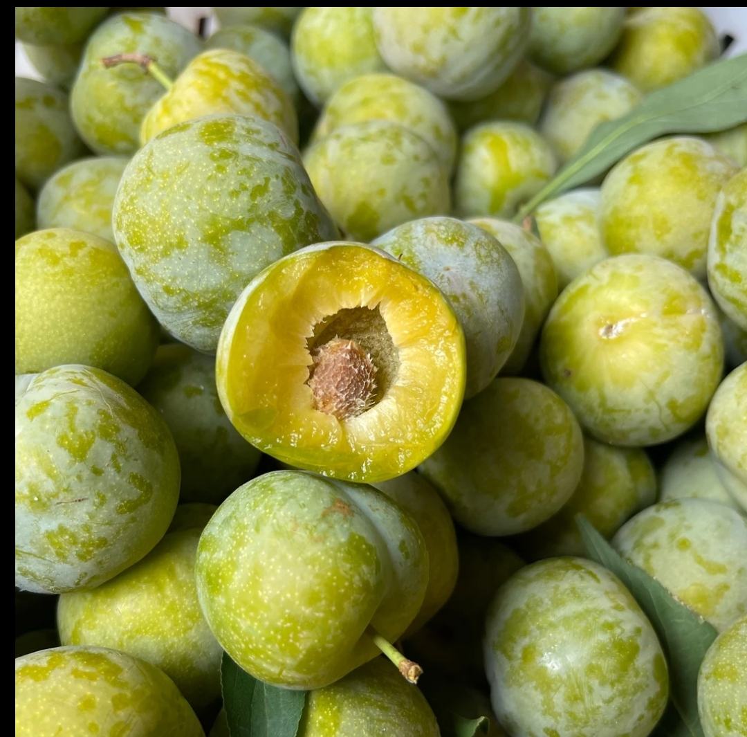 青脆李子特写