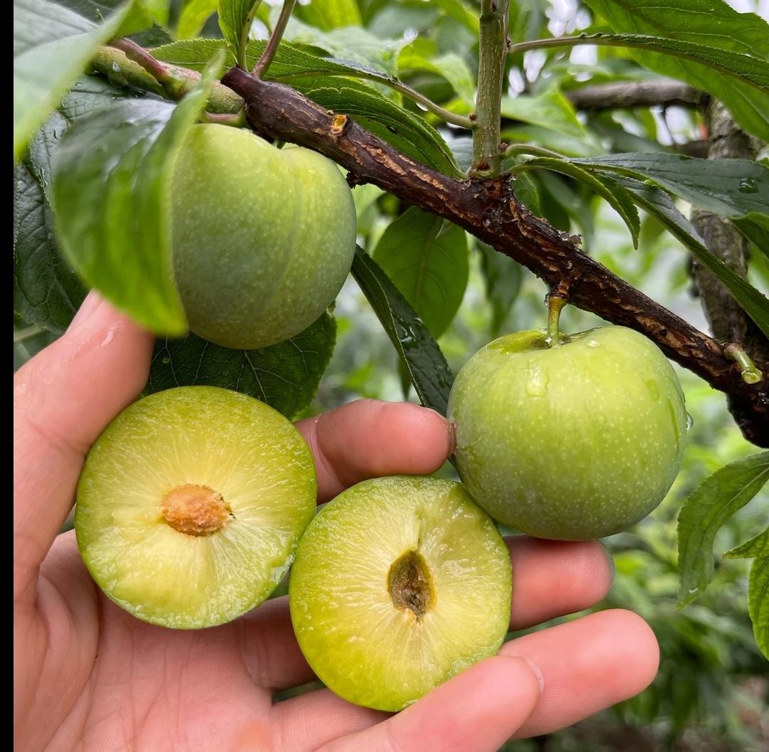 青脆李4℃冷藏24小时前后对比:颜色由青绿转黄绿,果皮蜡质层更光亮,果蒂周围出现细微水珠,证明细胞液外渗减少、有机酸代谢趋稳 青脆李冷藏解酸实验对比图:左侧为常温存放24小时李子(表皮泛青、果肉紧实),右侧为4℃冷藏24小时同批次李子(表皮转黄绿、果肉微软、表面凝结细密水珠)
