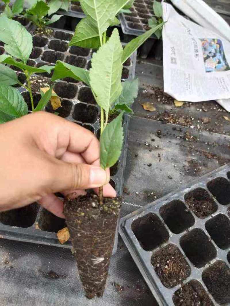 早熟樱桃品种有蜜露红灯火箭齐早樱桃苗