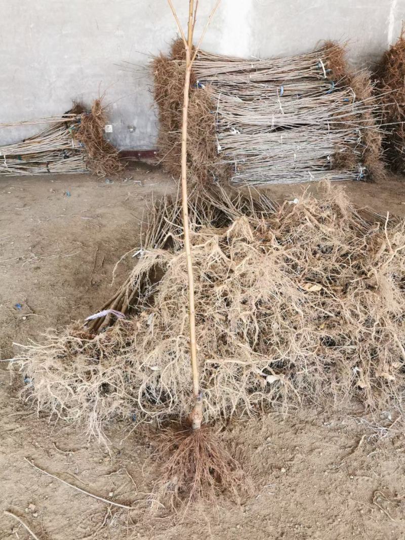 早熟樱桃品种有蜜露红灯火箭齐早樱桃苗