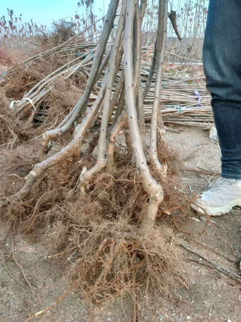 早熟樱桃品种有蜜露红灯火箭齐早樱桃苗
