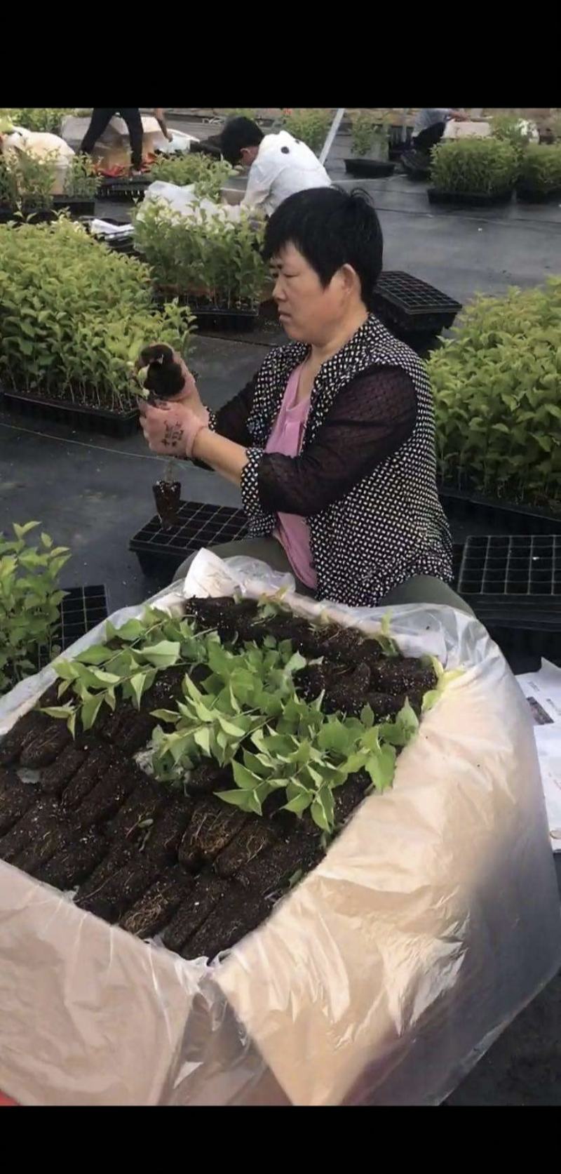 早熟樱桃品种有蜜露红灯火箭齐早樱桃苗