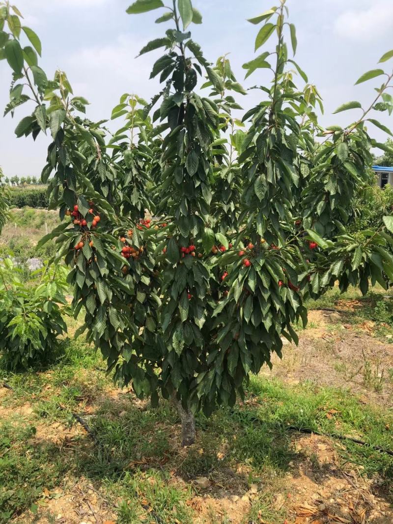 早熟樱桃品种有蜜露红灯火箭齐早樱桃苗
