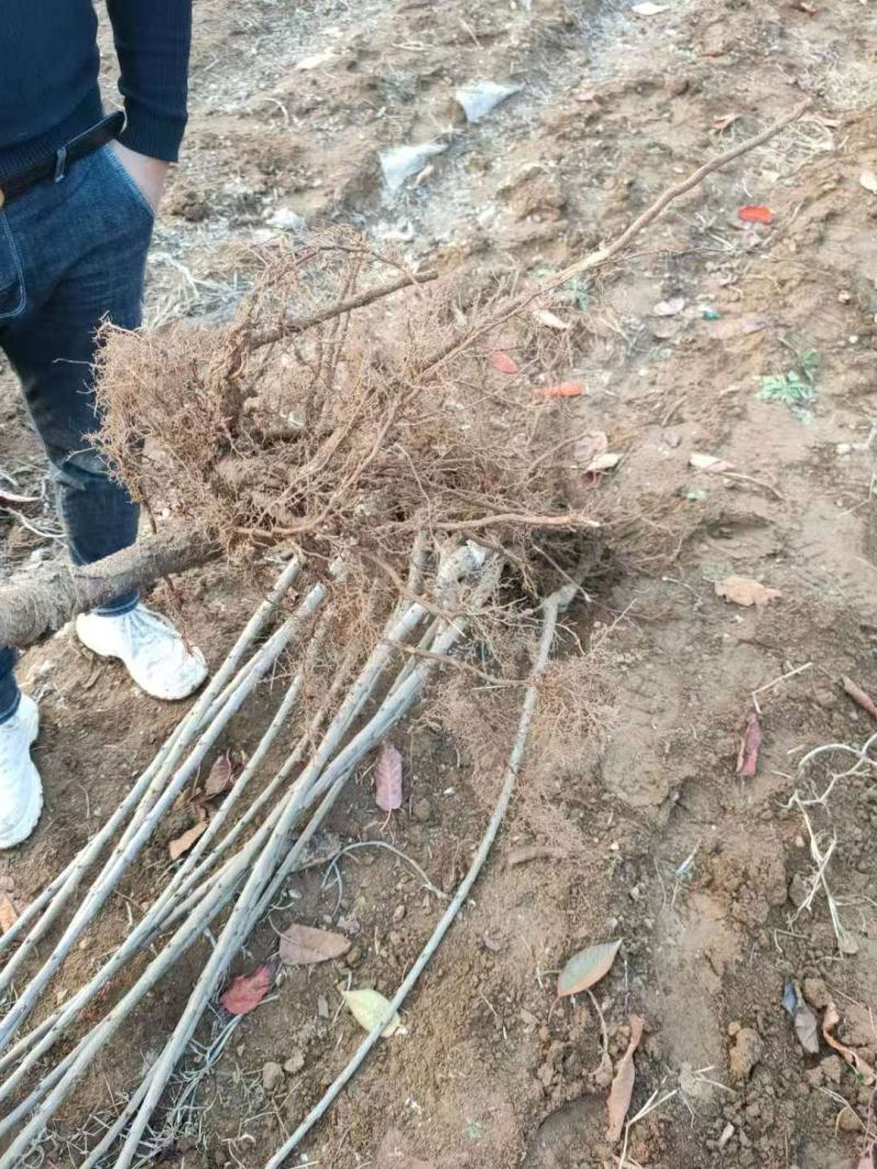 俄罗斯8号樱桃苗新品种矮化樱桃苗1_3年苗品种齐全