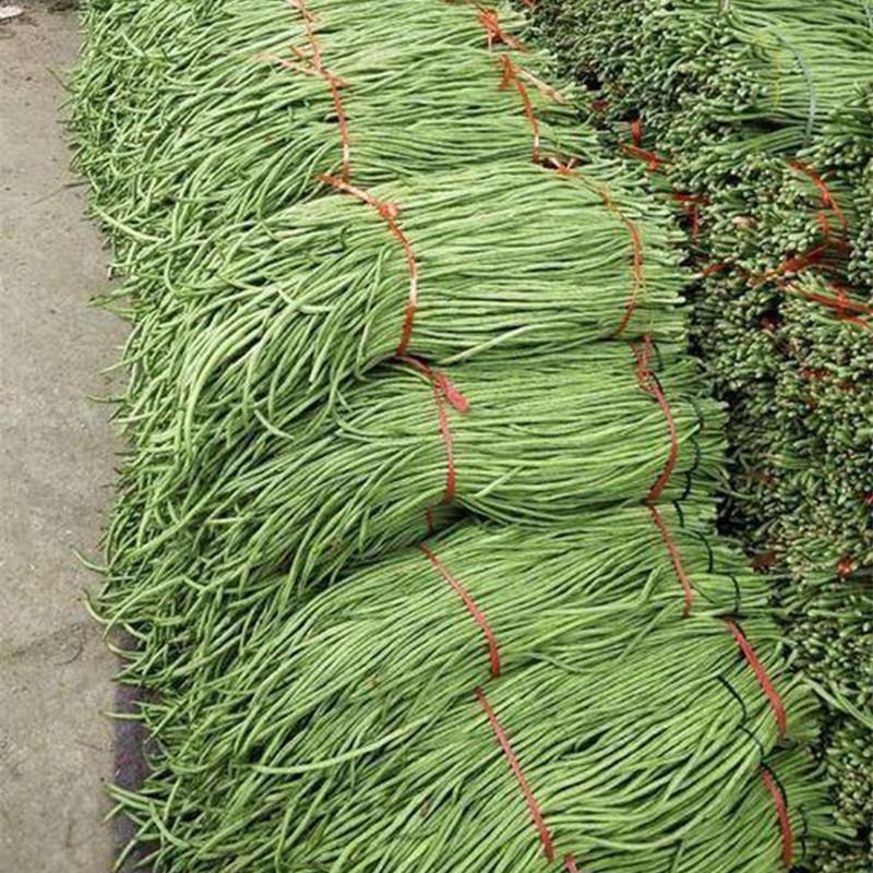 安徽长条豆角大量供应价格优惠全国发货需要联系
