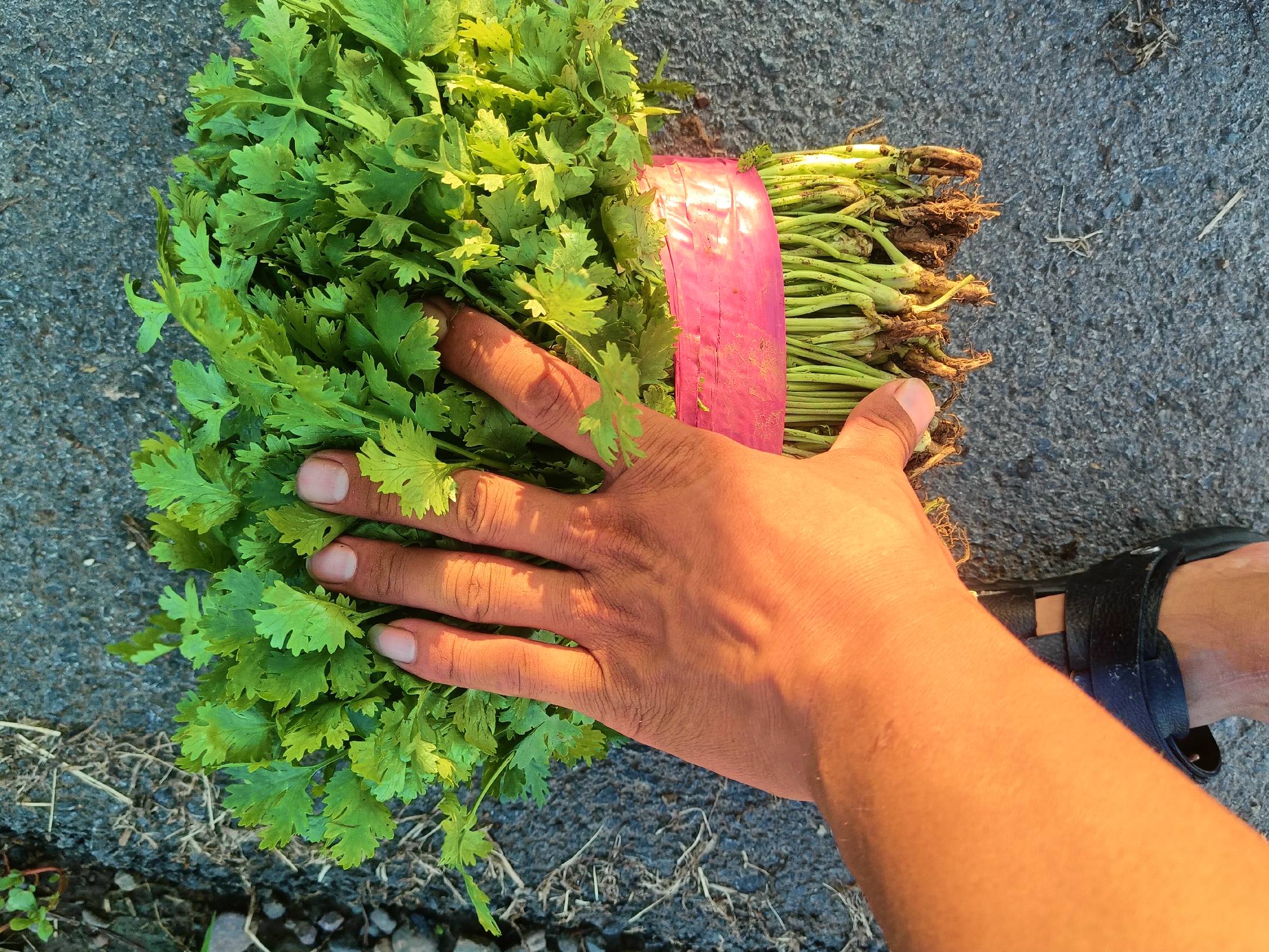 一张清晰展示大叶香菜与茴香叶片、茎部和花的对比图片,背景为厨房环境 大叶香菜与茴香对比图