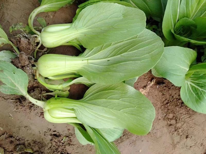 德高K596青梗菜种子耐热耐雨耐湿一代杂交青菜种子抗病