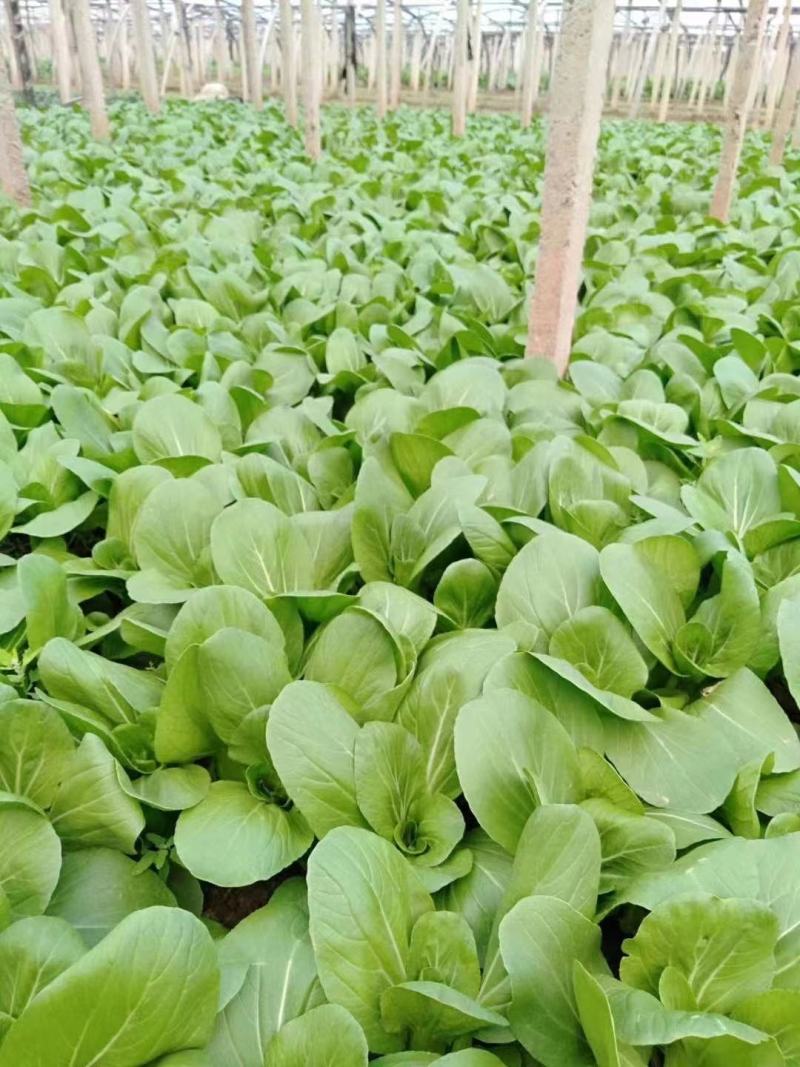 德高K596青梗菜种子耐热耐雨耐湿一代杂交青菜种子抗病