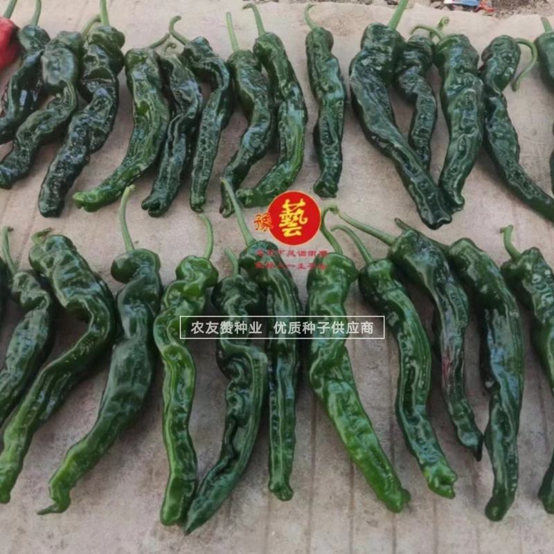 豫艺墨玉皱皱椒二号大果皱皮椒种子大黑皱皱辣种子特辣皮薄