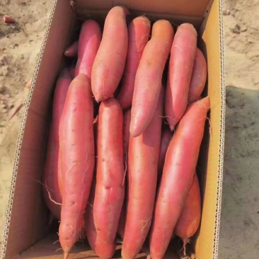 唐山烟薯25中果