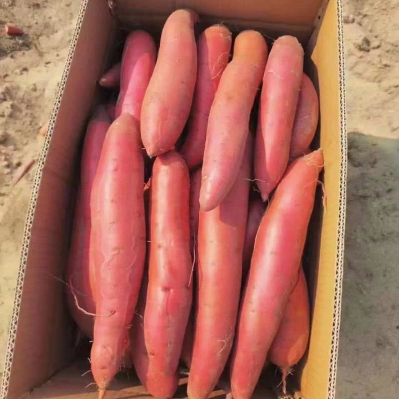 唐山烟薯25中果