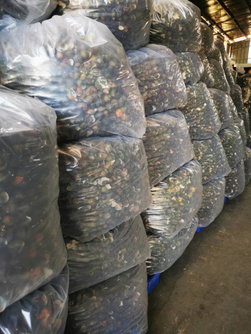 【精品推荐】2025新皮新会陈皮头采青皮/供应电商市场