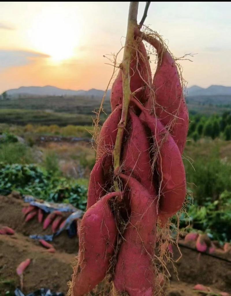 唐山烟薯25中果