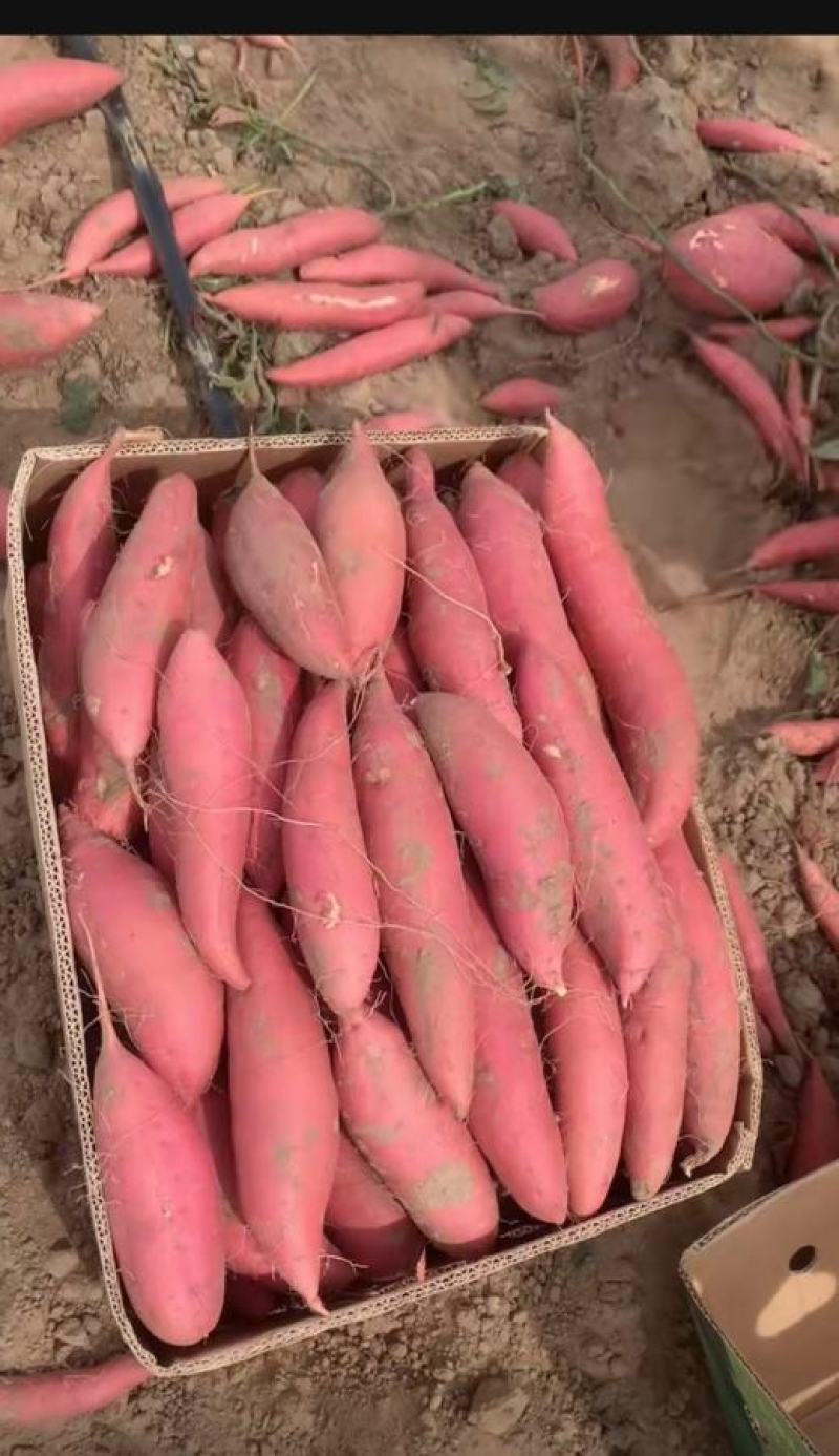 唐山烟薯25中果