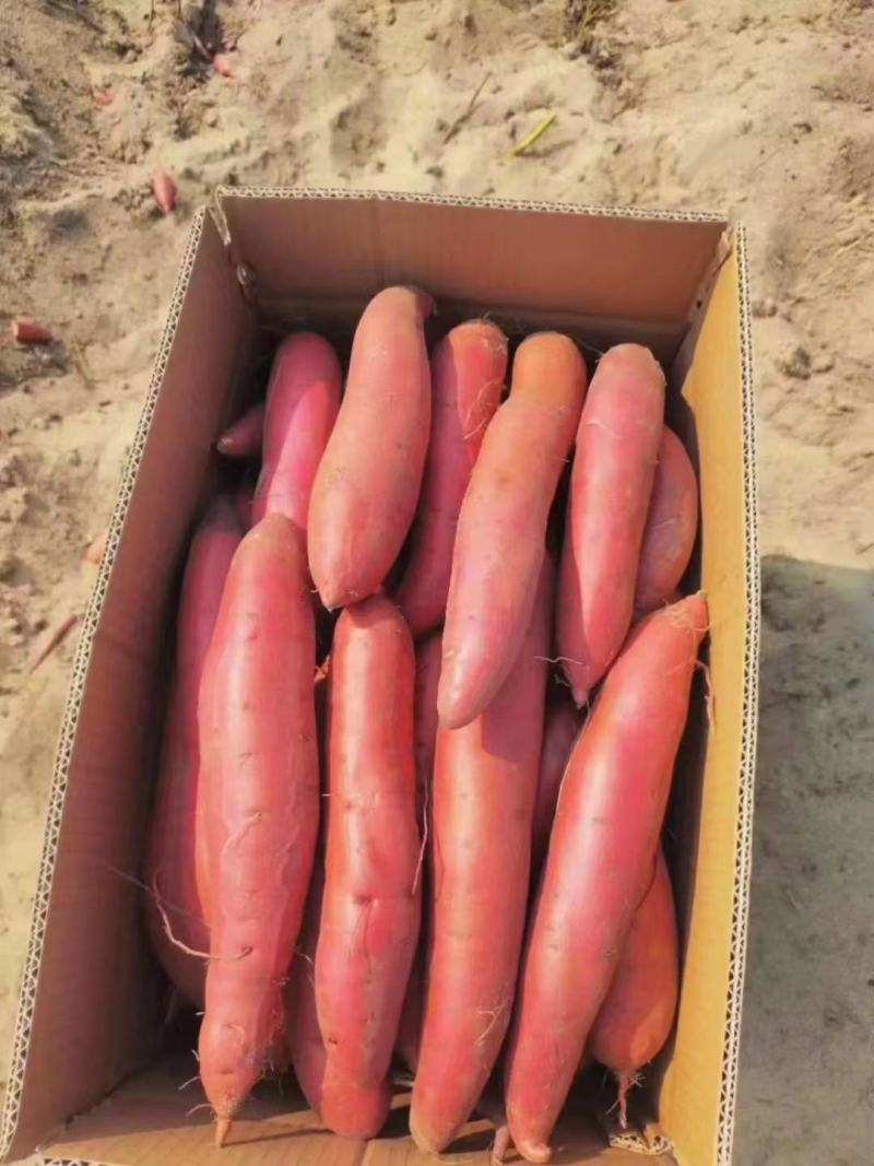 唐山烟薯25中果